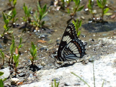Limenitis weidemeyerii