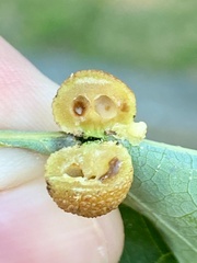 Acraspis pezomachoides