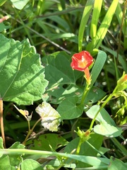 Ipomoea coccinea