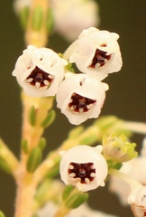 Erica spectabilis