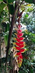 Heliconia rostrata