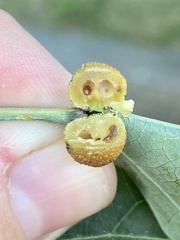 Acraspis pezomachoides