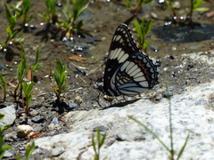 Limenitis weidemeyerii