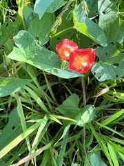 Ipomoea coccinea