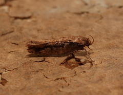 Erythrobapta haemalea