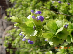 Salvia multicaulis