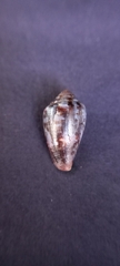 Conus anemone