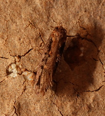 Erythrobapta haemalea