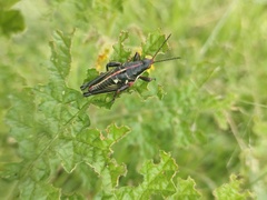 Sphenarium purpurascens