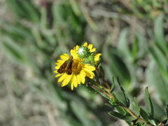 Grindelia stricta