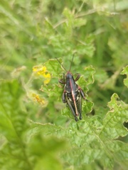 Sphenarium purpurascens
