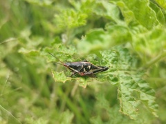 Sphenarium purpurascens
