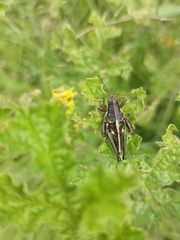 Sphenarium purpurascens
