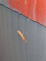 Dichomeris ligulella