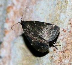 Idia lubricalis