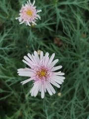 Crepis rubra