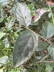 Glochidion philippicum