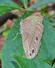 Hermeuptychia sosybius