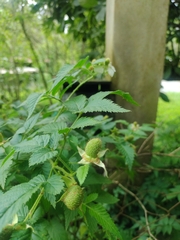 Rubus rosifolius