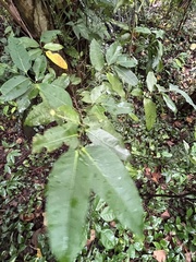 Ficus virgata