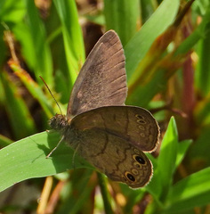 Hermeuptychia sosybius