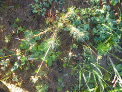 Pharnaceum aurantium