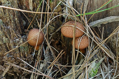 Flammulaster erinaceellus