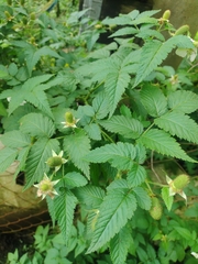 Rubus rosifolius