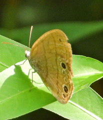 Hermeuptychia sosybius