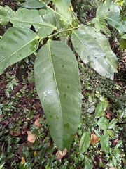 Ficus virgata
