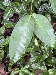 Ficus virgata