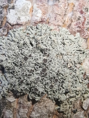 Physcia millegrana