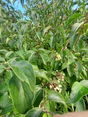 Cornus drummondii