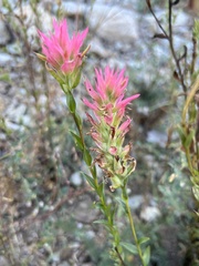 Castilleja miniata