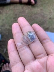 Acanthurus triostegus