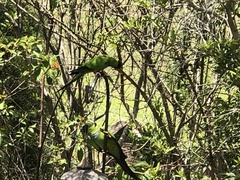 Aratinga nenday