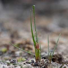 Centrolepis aristata