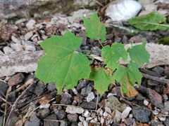 Acer platanoides