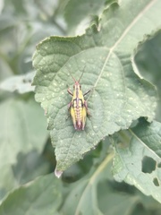 Sphenarium purpurascens