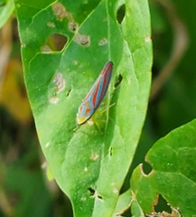 Graphocephala coccinea