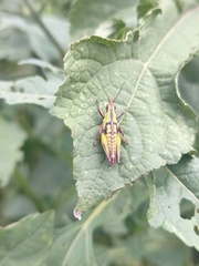 Sphenarium purpurascens