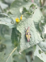 Sphenarium purpurascens