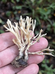 Sebacina schweinitzii