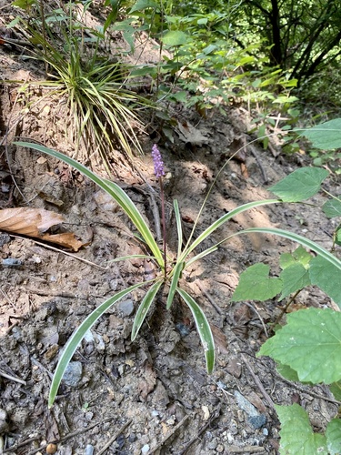 Liriope muscari: Herkunft und Verwendung — Foto 1