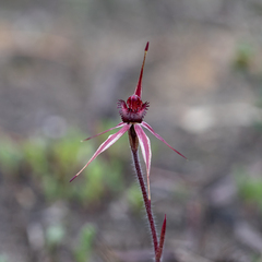 Caladenia reticulata