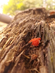 Tubifera ferruginosa