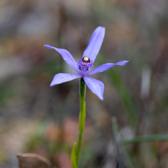 Pheladenia deformis