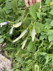 Ipomoea scopulorum