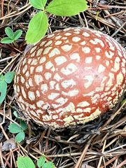 Amanita muscaria flavivolvata
