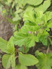 Fuertesimalva limensis